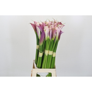 Zantedeschia Eydolls Purple White