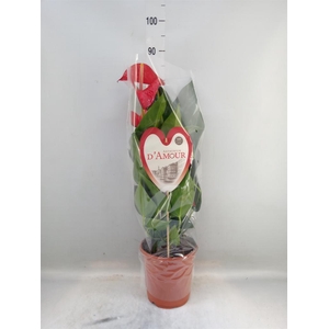 Anthurium andr. 'Red Bull'