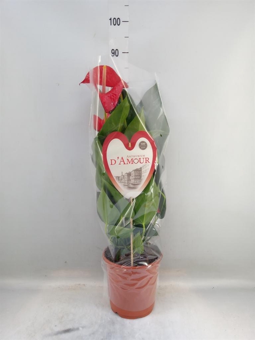 <h4>Anthurium andr. 'Red Bull'</h4>