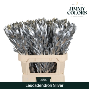 Leucadendron gekleurd Mtlc. Zilver