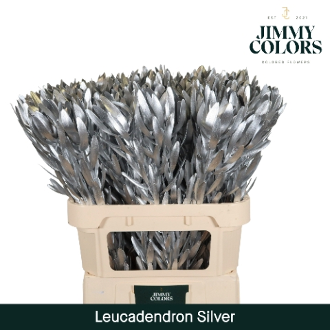 <h4>Leucadendron gekleurd Mtlc. Zilver</h4>