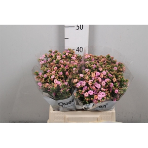 Kal Taffy Pin Meadow