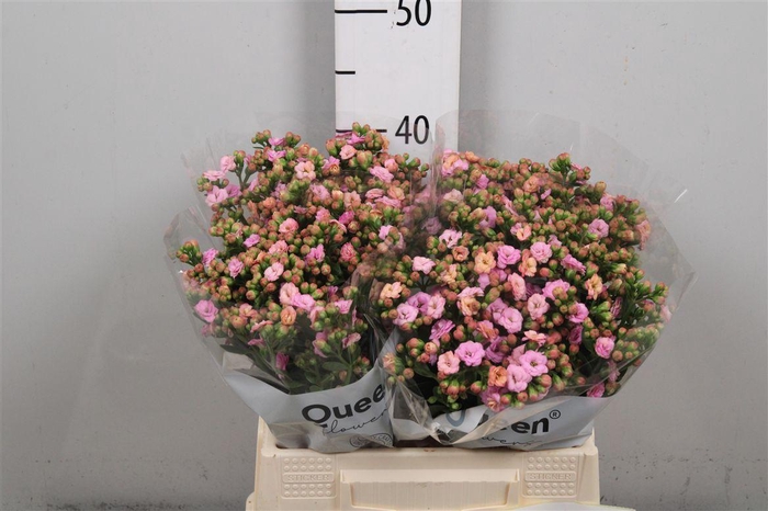 <h4>Kal Taffy Pin Meadow</h4>