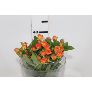 ALSTROEMERIA ANGELINA 070 CM