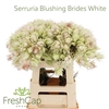 Serruria Blushing Brides White 4-6 Flwrs
