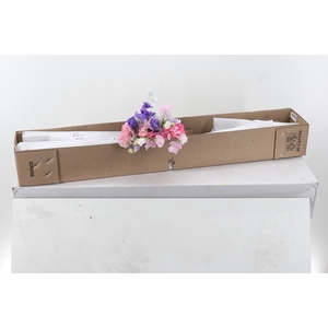 Lathyr Sweet Pea Rainbow