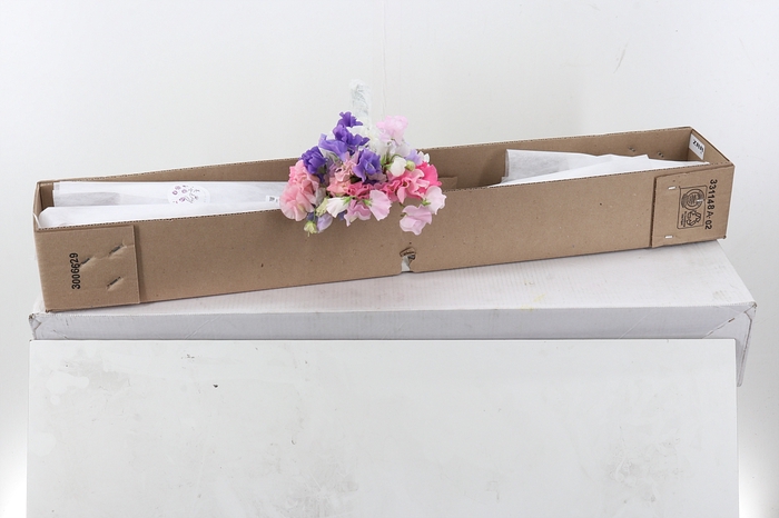 <h4>Lathyr Sweet Pea Rainbow</h4>