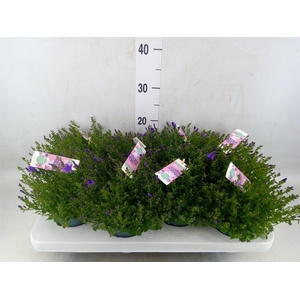 Campanula porten. 'Ambella In Prpl'