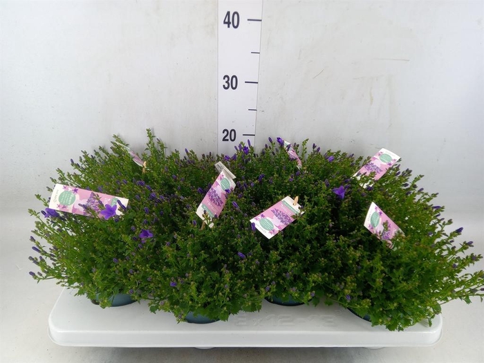 <h4>Campanula porten. 'Ambella In Prpl'</h4>
