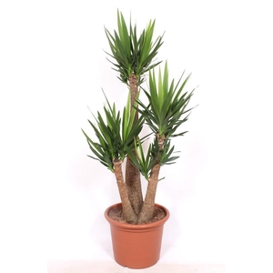 Yucca elephantipes 3 armen