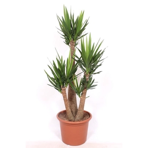 Yucca elephantipes 3 armen