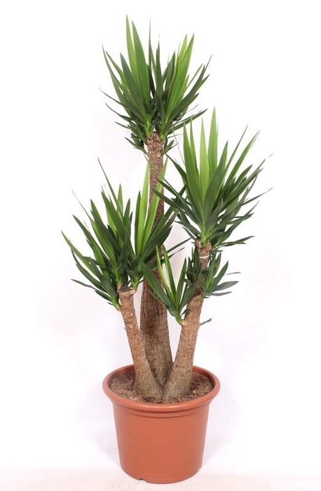<h4>Yucca elephantipes 3 armen</h4>