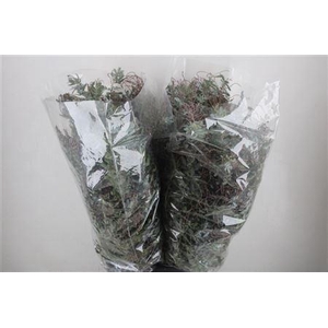 ACACIA BAILEYA BL BS