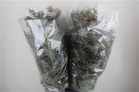 <h4>ACACIA BAILEYA BL BS</h4>