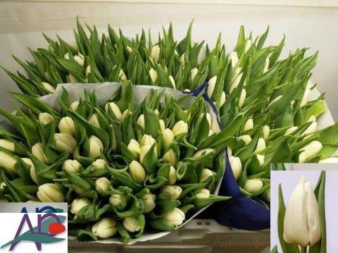 <h4>TU EN WHITE PRINCE</h4>