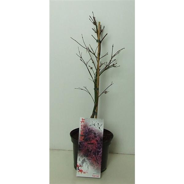 <h4>Acer palmatum 'Garnet' P19</h4>
