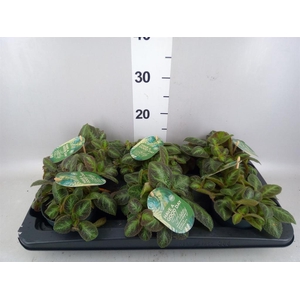 Episcia cupreata 'Neon Surprise'