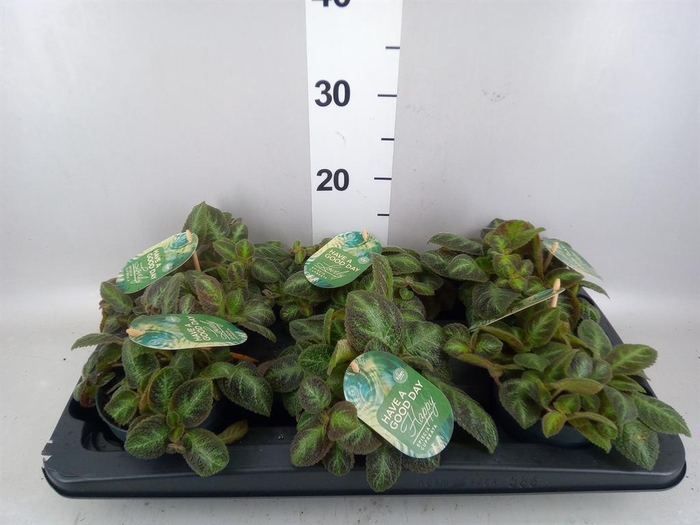 <h4>Episcia cupreata 'Neon Surprise'</h4>