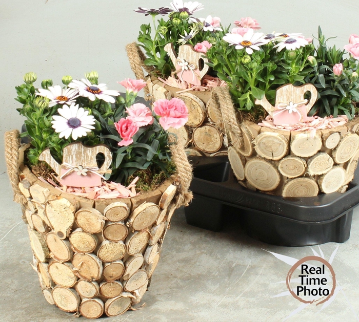 <h4>ARR TUINPLANTEN</h4>