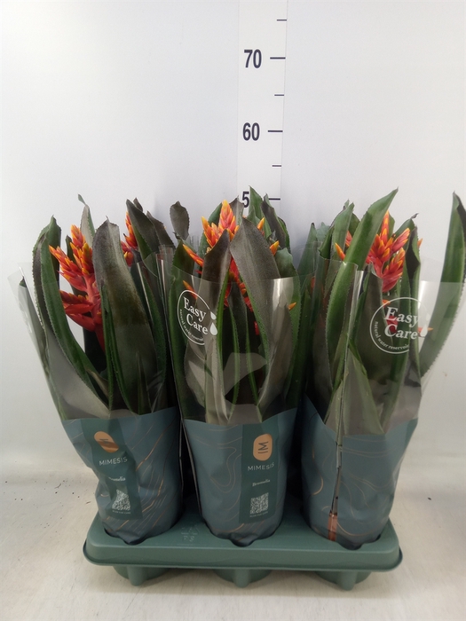 <h4>Aechmea  'Pepita Elegant Flames'</h4>