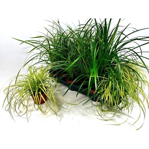 CAREX GEM