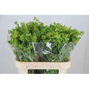 BUPLEURUM ROTUNDIFOL