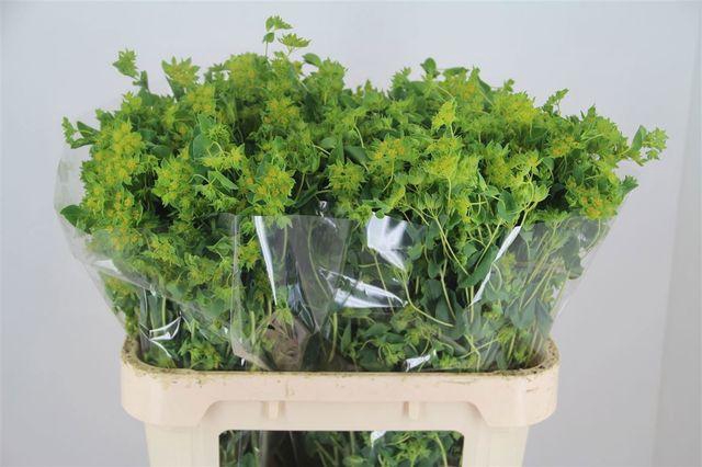 <h4>BUPLEURUM ROTUNDIFOL</h4>