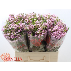 CHAMELAUCIUM UNCINATUM 'KERRYN'