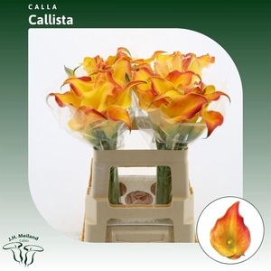Calla Callista