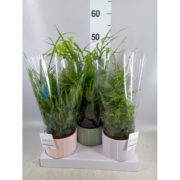 <h4>Ferns   ...mix</h4>