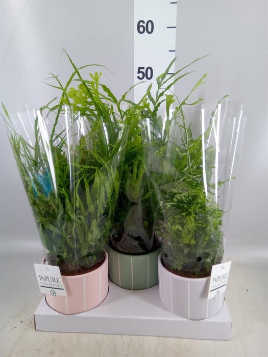 <h4>Ferns   ...mix</h4>