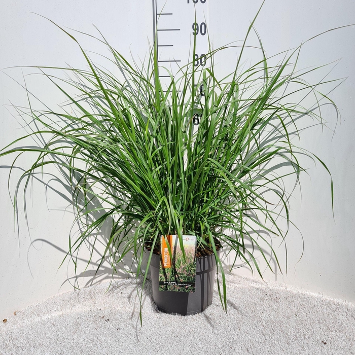 Pennisetum alopecuroides