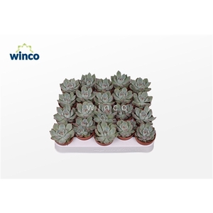 Echeveria Lindsyana