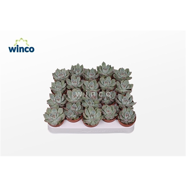 <h4>Echeveria Lindsyana</h4>