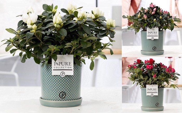 <h4>1st class Azalea mix in P&PURE Lauren ceramics</h4>