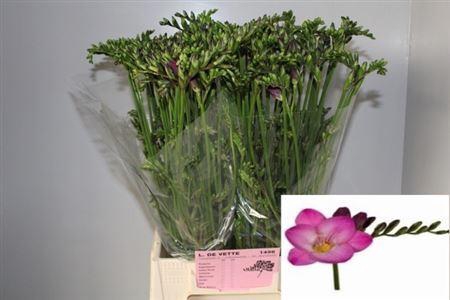 <h4>Fr En Pink Passion</h4>