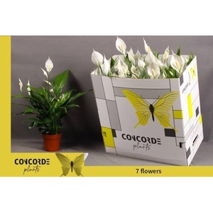 Spathiphyllum Sweet Chico 13Ø 55cm 5fl