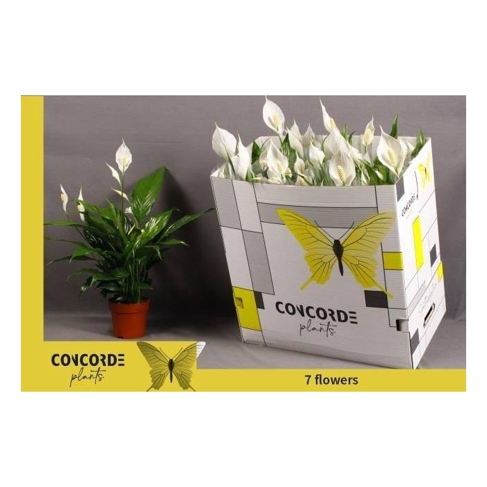 <h4>Spathiphyllum Sweet Chico 13Ø 55cm 5fl</h4>