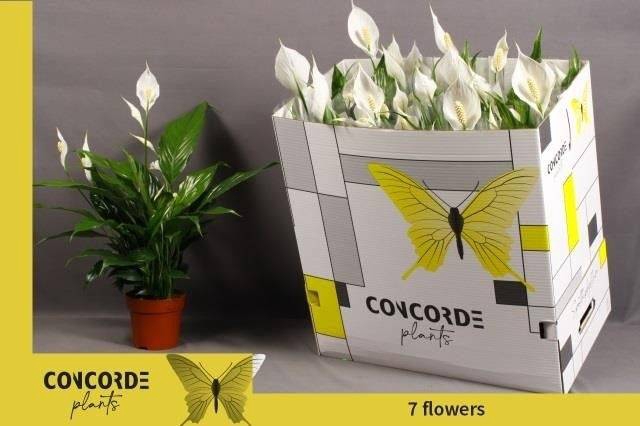 Spathiphyllum Sweet Chico 13Ø 55cm 5fl