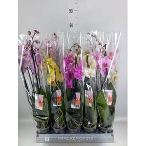 Phalaenopsis   ...mix  7