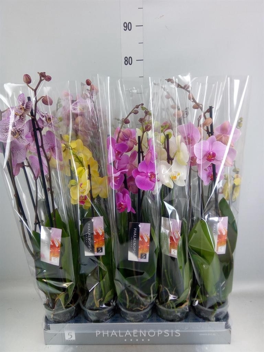 <h4>Phalaenopsis ...mix 7</h4>