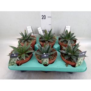 Agave victoriae-reginae