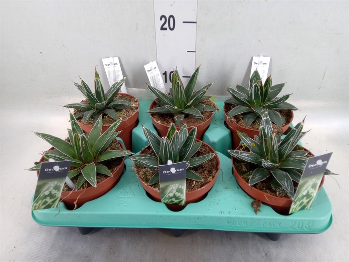 <h4>Agave victoriae-reginae</h4>