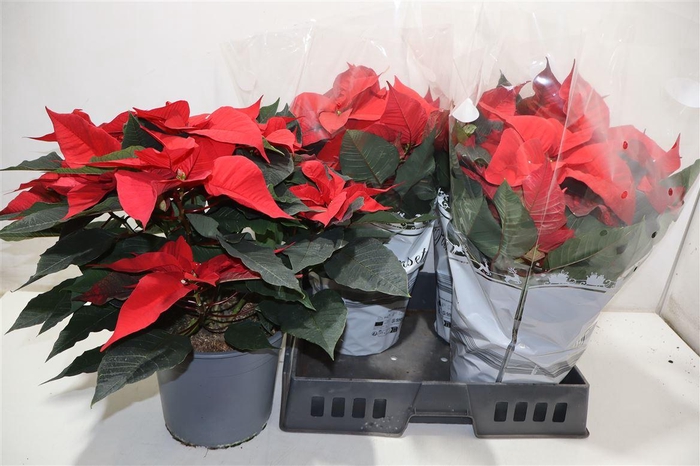 <h4>Euphor P Chr F Red</h4>