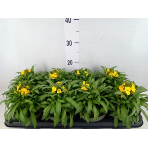 Erysimum  'Leya Lemon Glow'