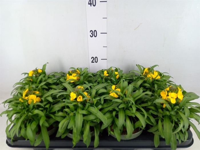 <h4>Erysimum  'Leya Lemon Glow'</h4>
