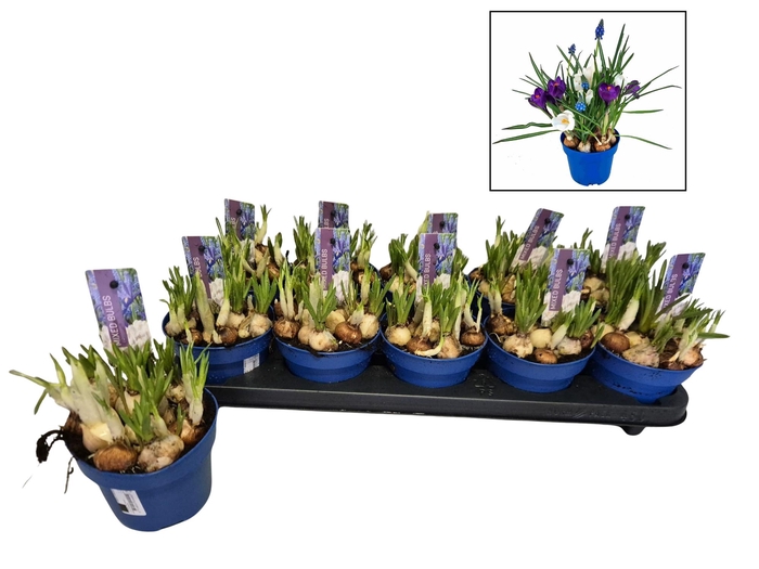 <h4>BOLBLOEMEN GEM</h4>