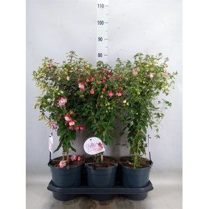 Fuchsia   ...