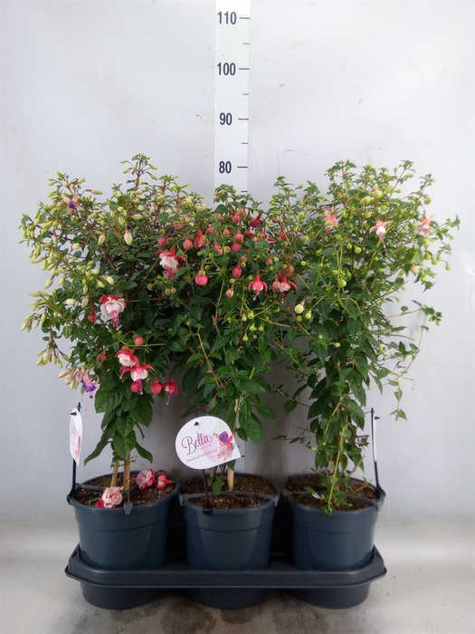 <h4>Fuchsia   ...</h4>