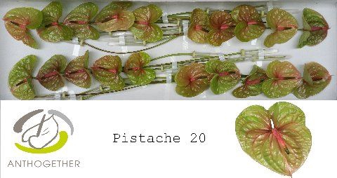 <h4>Anth A Pistache 9 cm X20 Wijnen</h4>